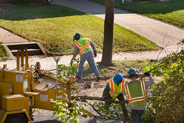 Best Tree Disease Treatment  in Altoona, PA