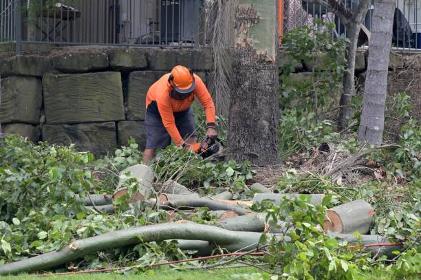 Best Arborist Consultation Services  in Altoona, PA