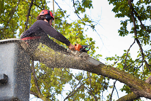 Best Tree Mulching  in Altoona, PA